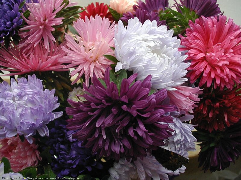 Assorted Aster Flowers
