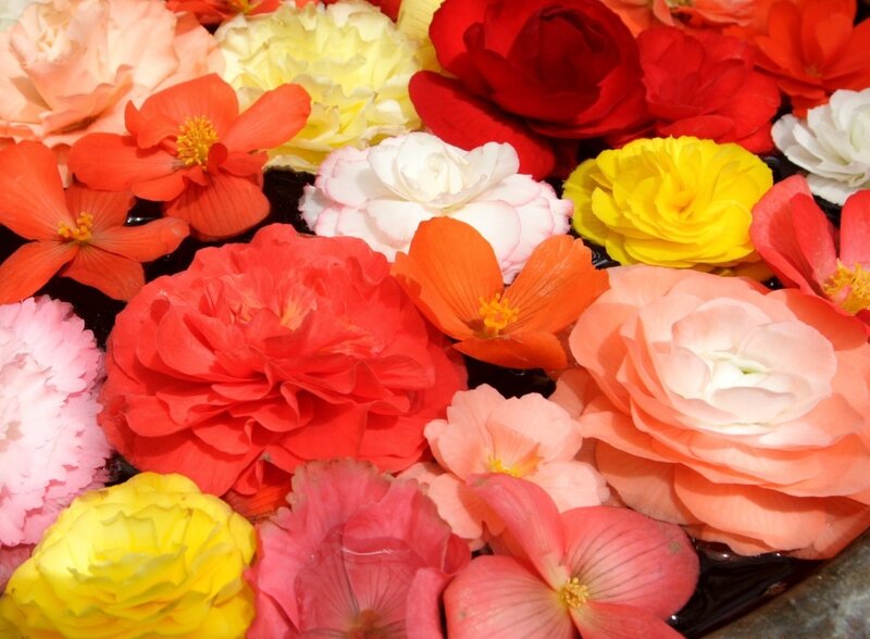 Assorted Begonia Flowers
