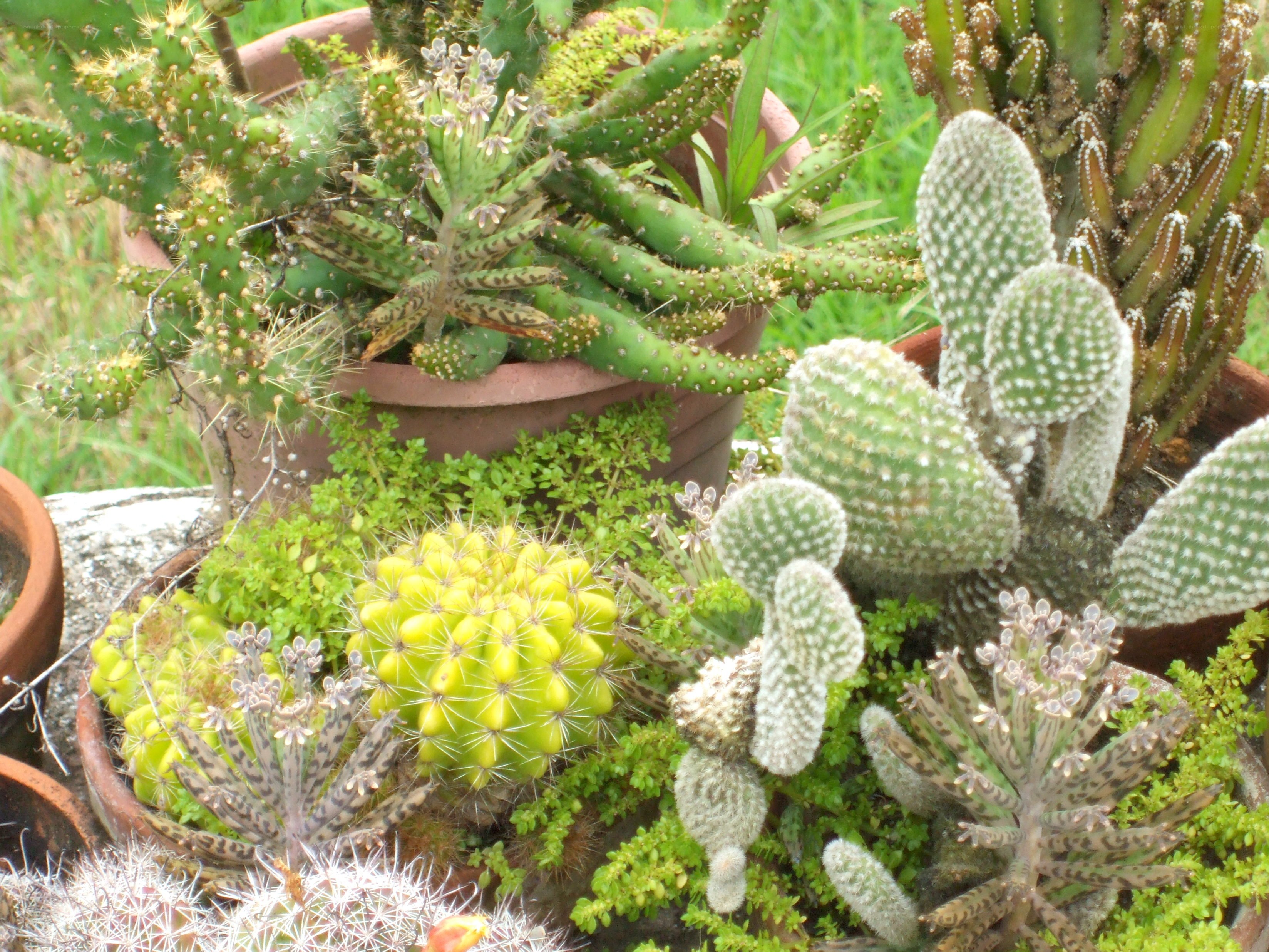 Assorted cacti in pots
