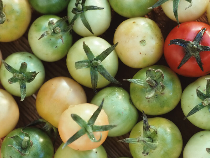 Assorted Cherry Tomatoes