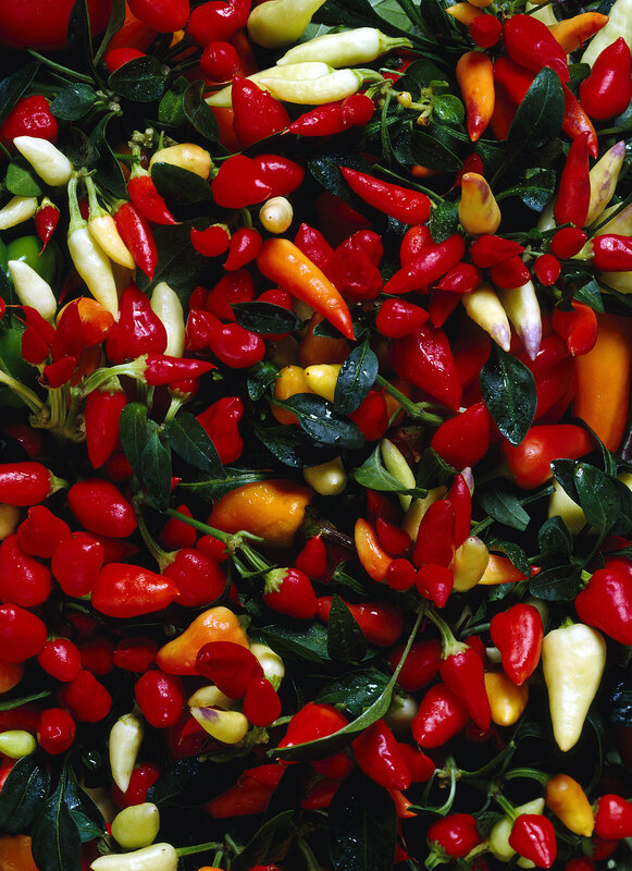 Assorted chili peppers on stems