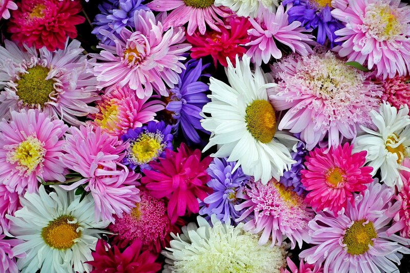 Assorted Chrysanthemum Flowers — Pink