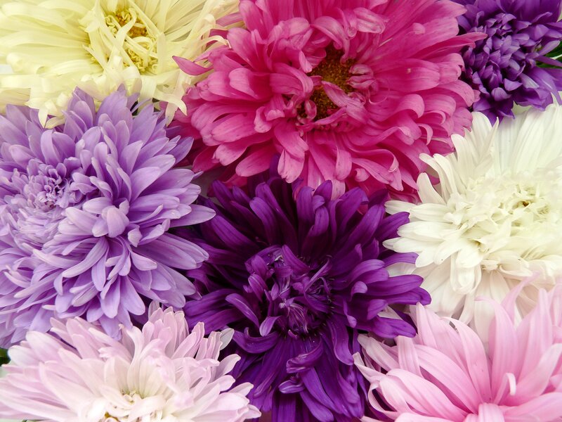 Assorted Chrysanthemum Flowers — Purple