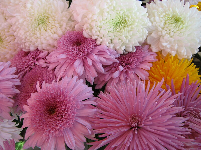 Assorted Chrysanthemum Flowers