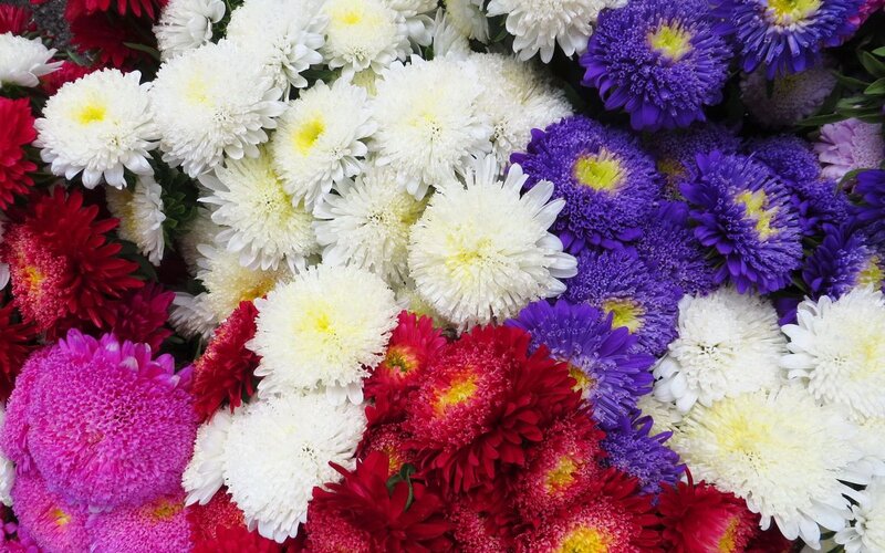 Assorted Chrysanthemum Flowers — White