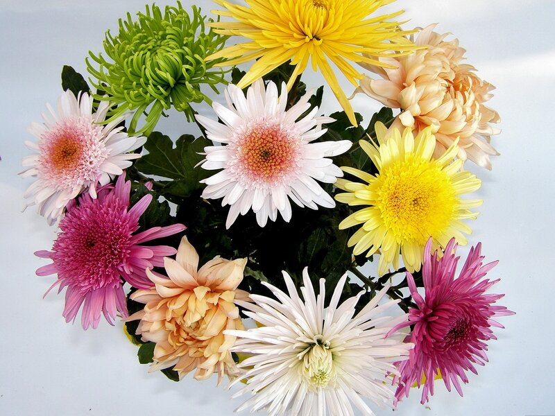 Assorted Chrysanthemum Flowers — Yellow, Calm