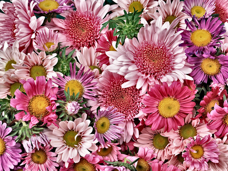 Assorted Chrysanthemums — Pink