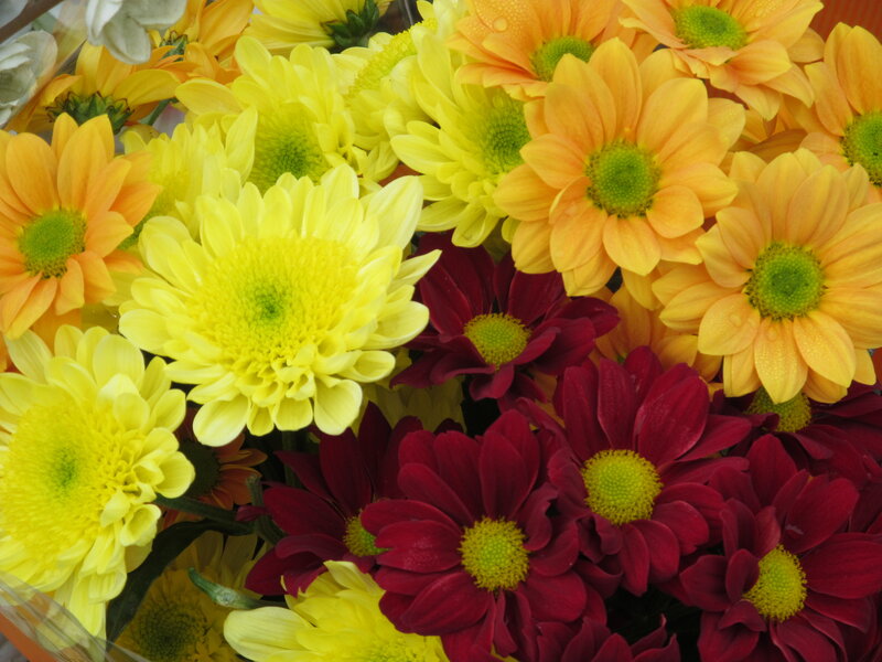 Assorted Chrysanthemums