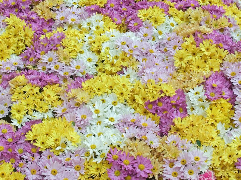 Assorted Chrysanthemums — Yellow, Colorful