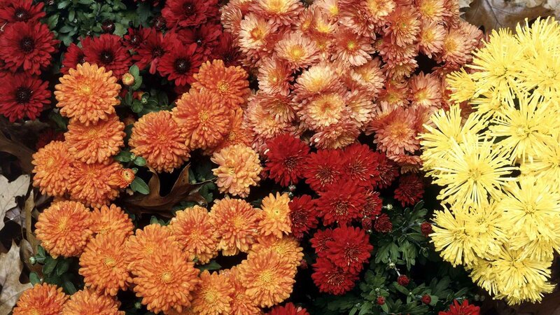 Assorted Chrysanthemums — Yellow