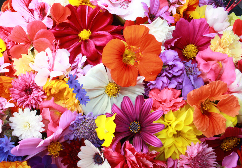Assorted Colorful Flowers