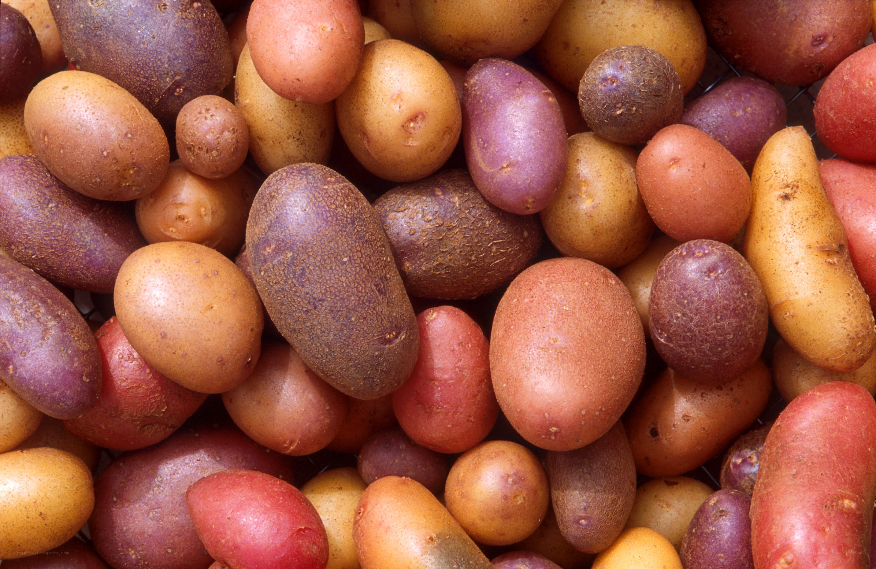 Assorted colorful potatoes