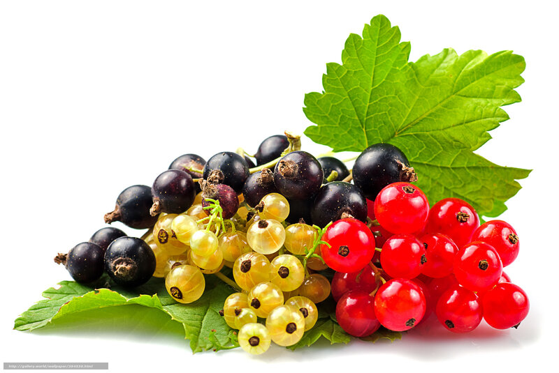 Assorted currants with leaves