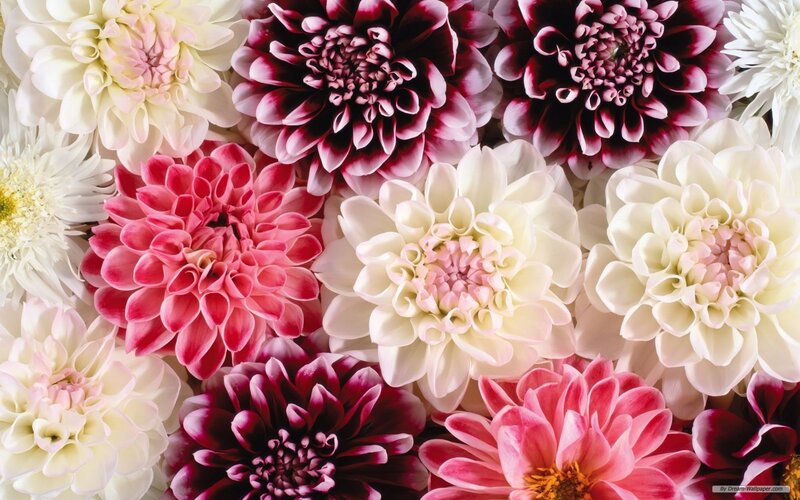 Assorted Dahlia Flowers