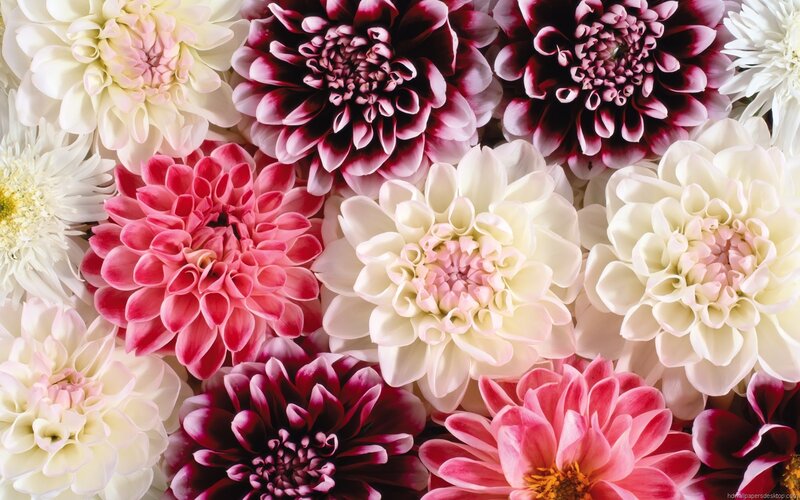 Assorted Dahlias in Bloom