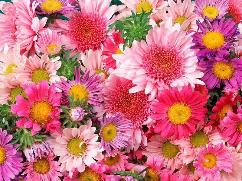 Assorted Daisy Flowers — Pink