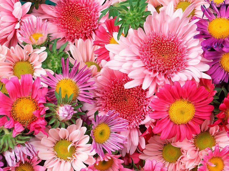 Assorted Daisy Flowers