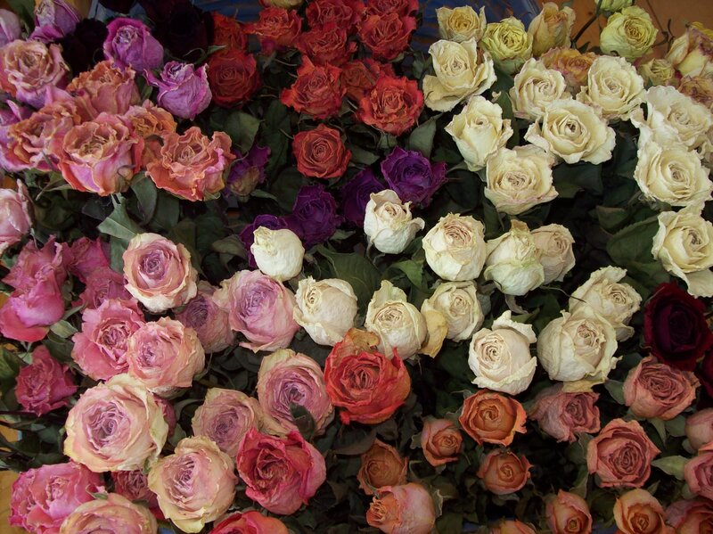 assorted dried roses