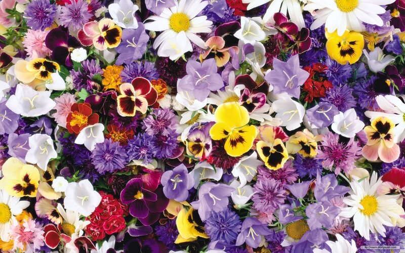 Assorted Flowers in a Bouquet — Purple