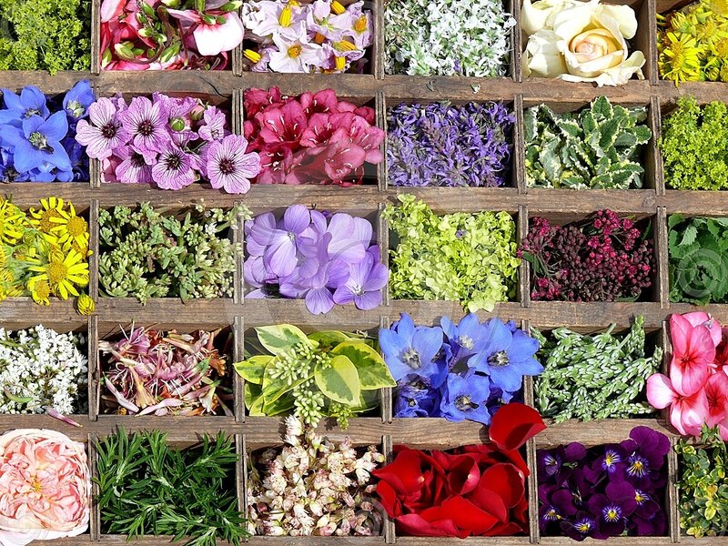 Assorted Flowers in Boxes