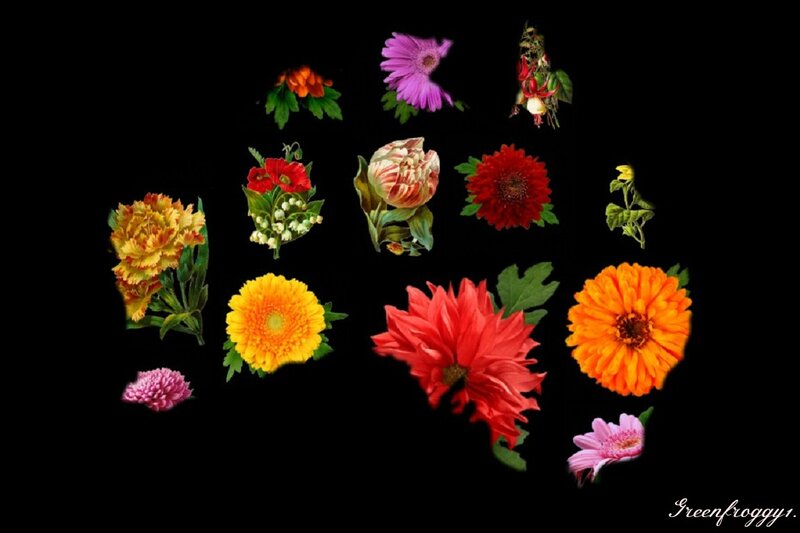 Assorted Flowers on Black