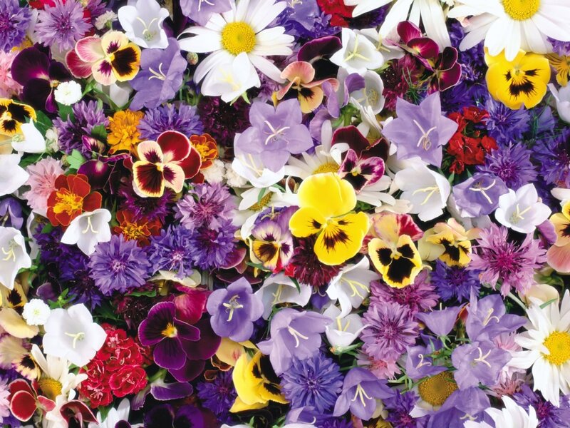Assorted Flowers