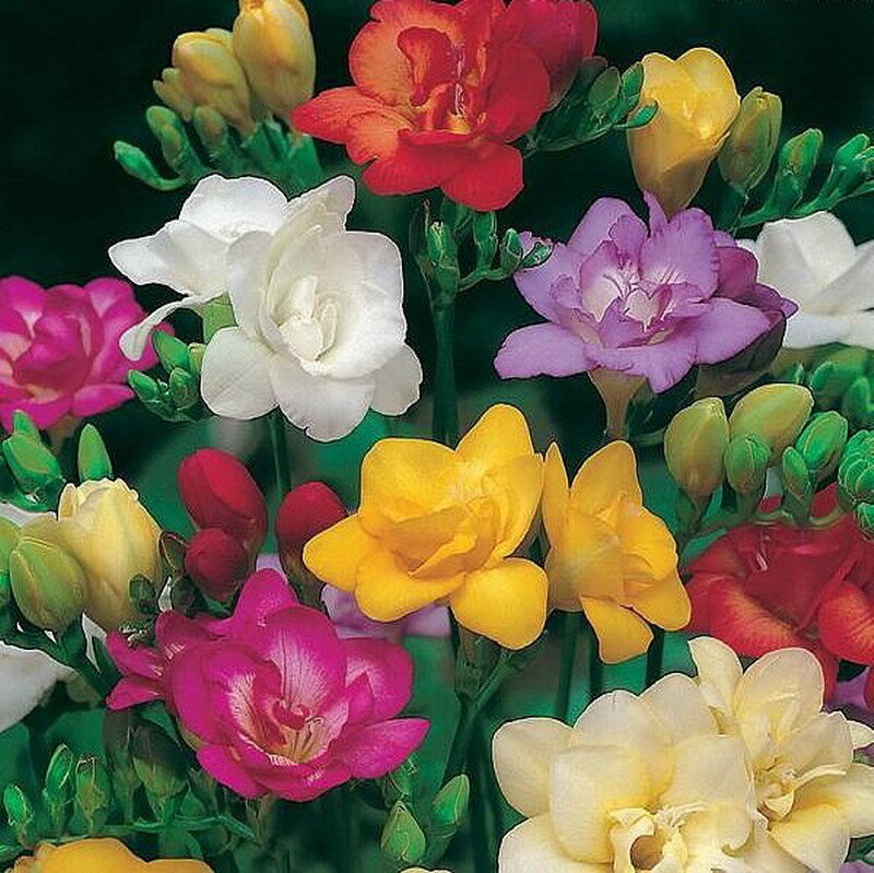Assorted freesia flowers