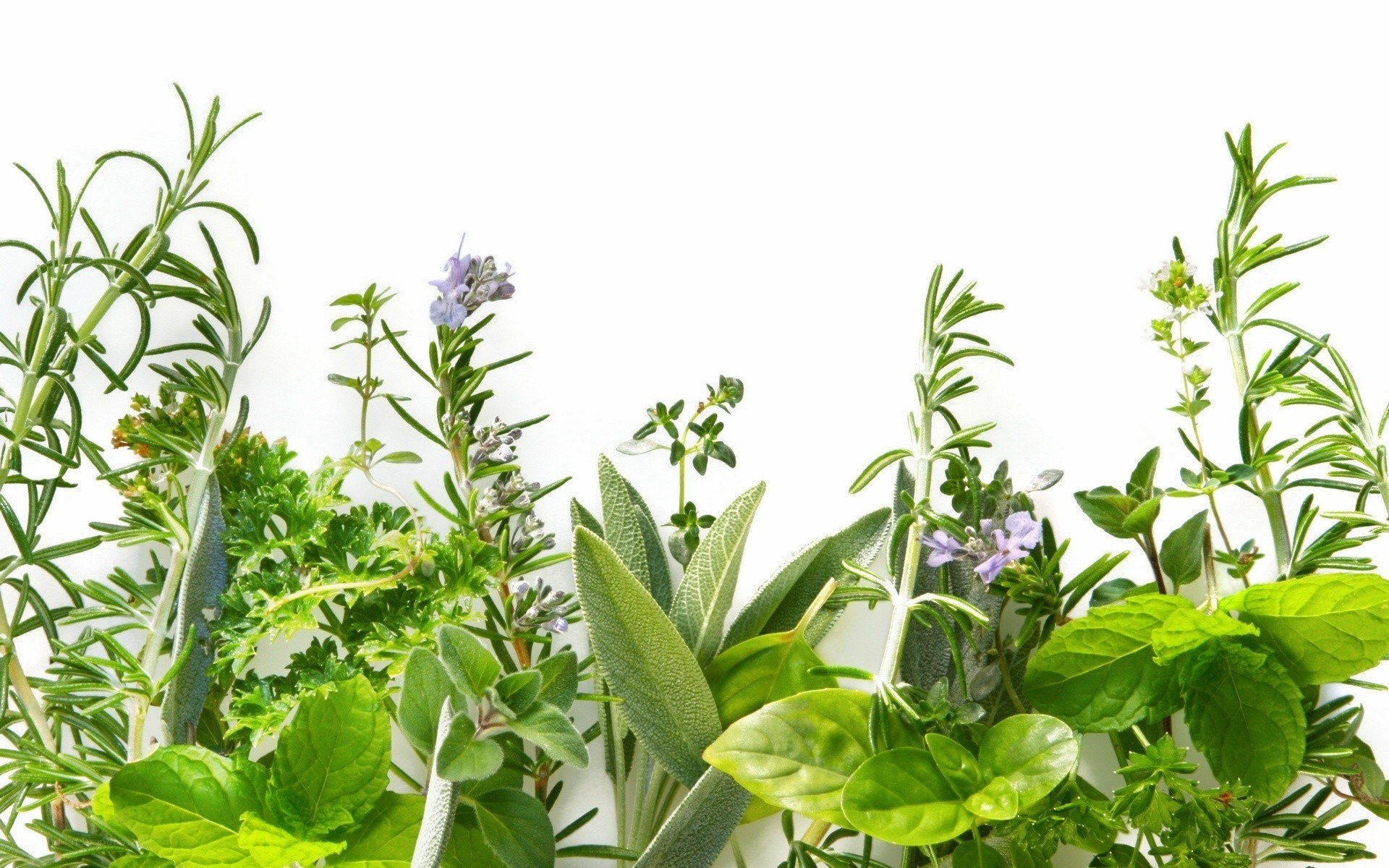assorted fresh herbs