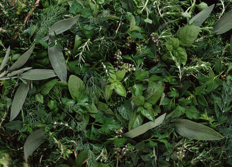 Assorted Fresh Herbs — Green