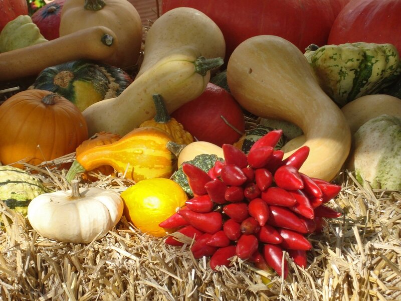 Assorted Gourds and Peppers