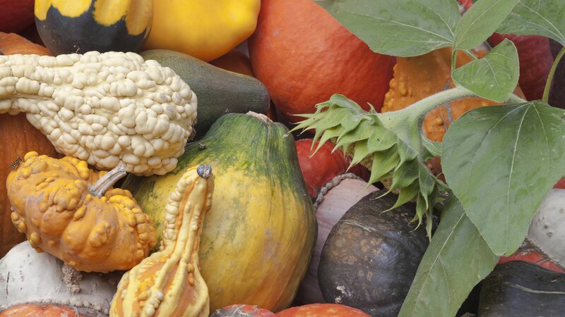 Assorted gourds and squash