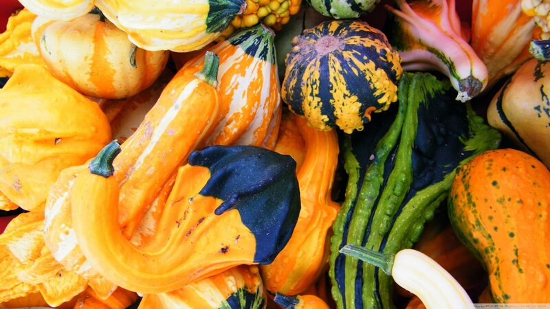 Assorted Gourds and Squash — Orange, Vibrant, Photograph