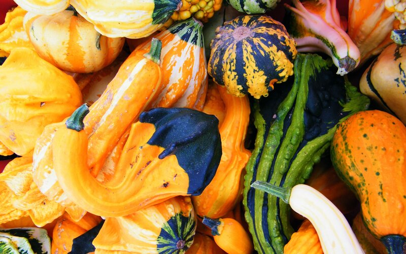 Assorted Gourds and Squash — Orange, Vibrant