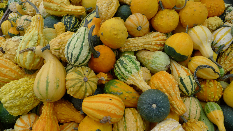 Assorted Gourds and Squash — Yellow