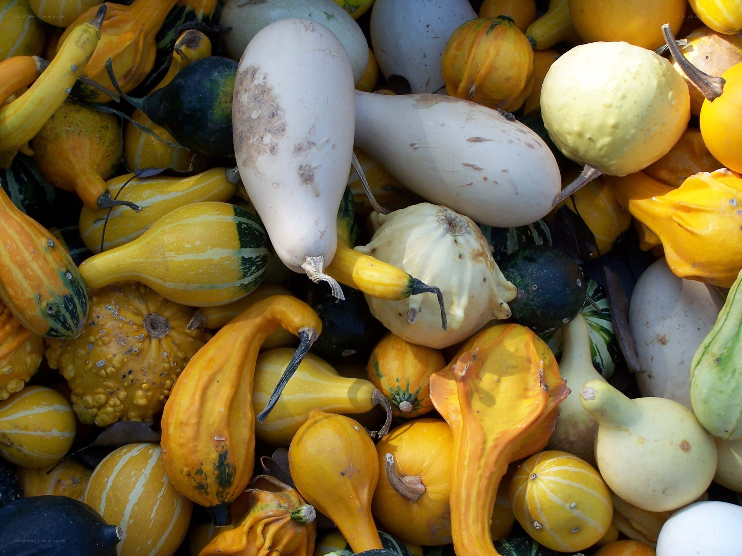 Assorted gourds and squash