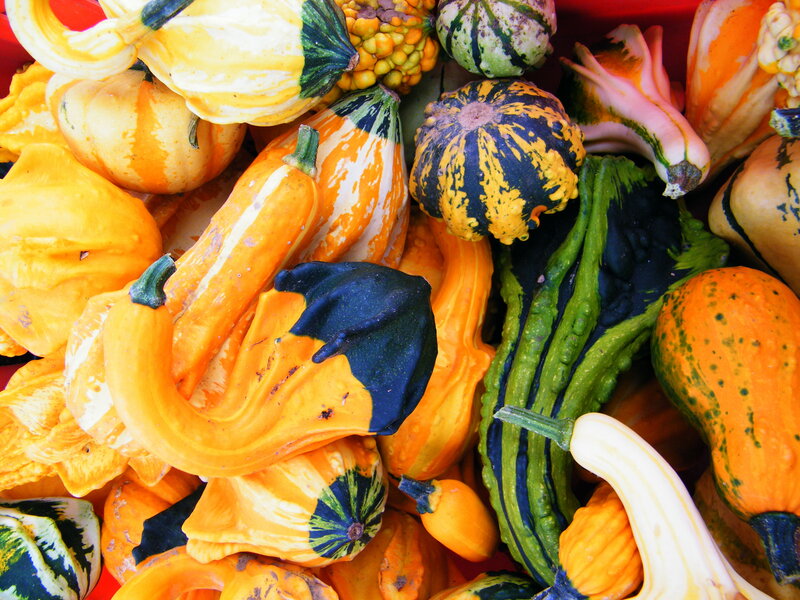Assorted Gourds and Squashes — Orange