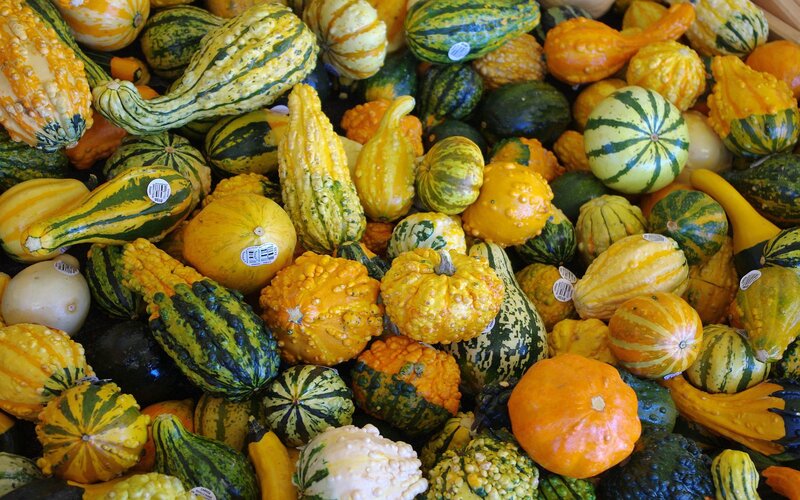 Assorted gourds and squashes