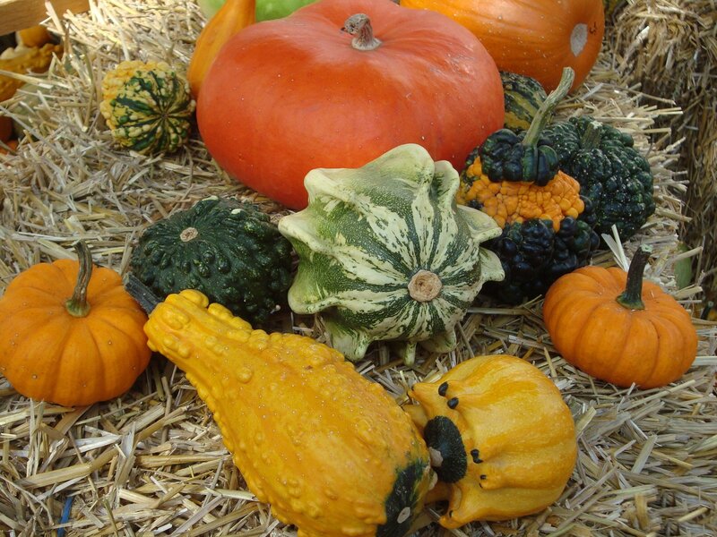 Assorted Gourds on Hay — Orange