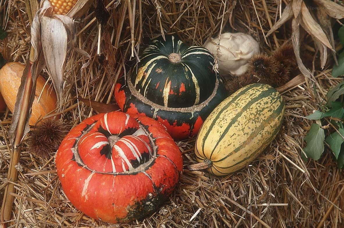 Assorted gourds on hay