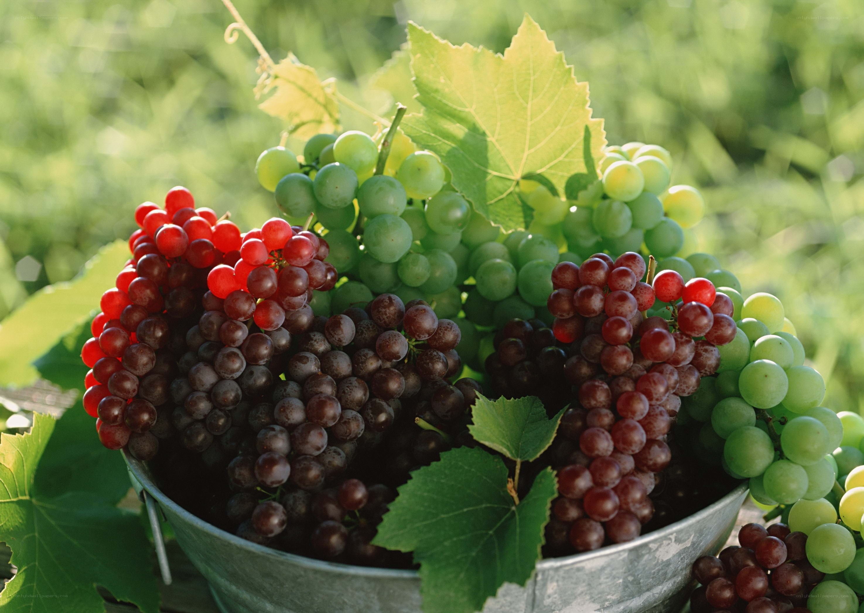 Assorted grapes in a bucket