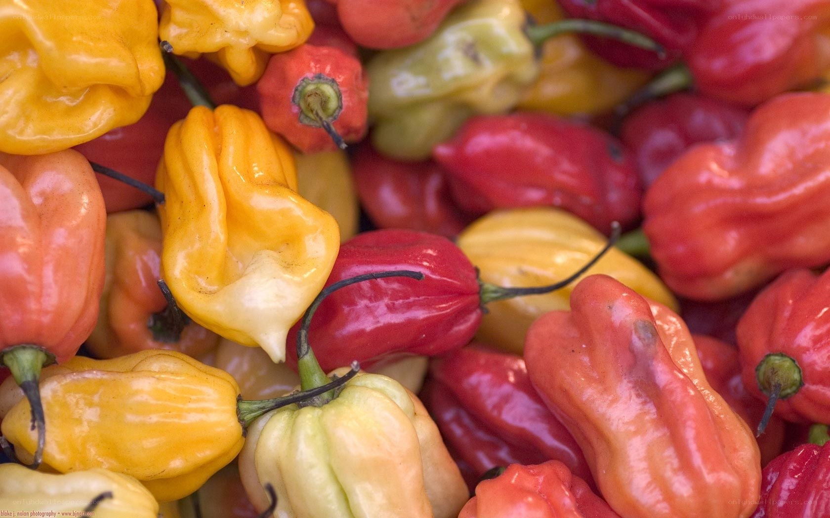 Assorted habanero peppers
