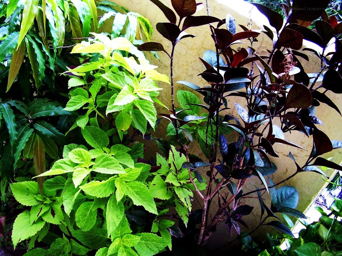 assorted houseplants in a garden