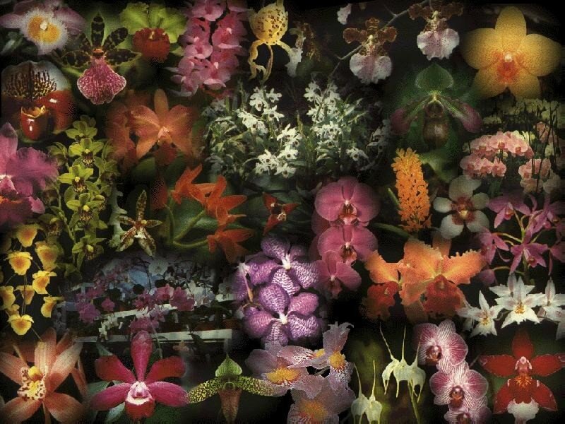 Assorted Orchid Flowers