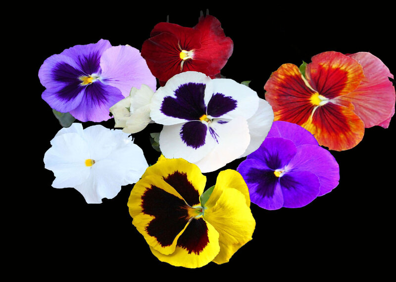 Assorted Pansy Flowers