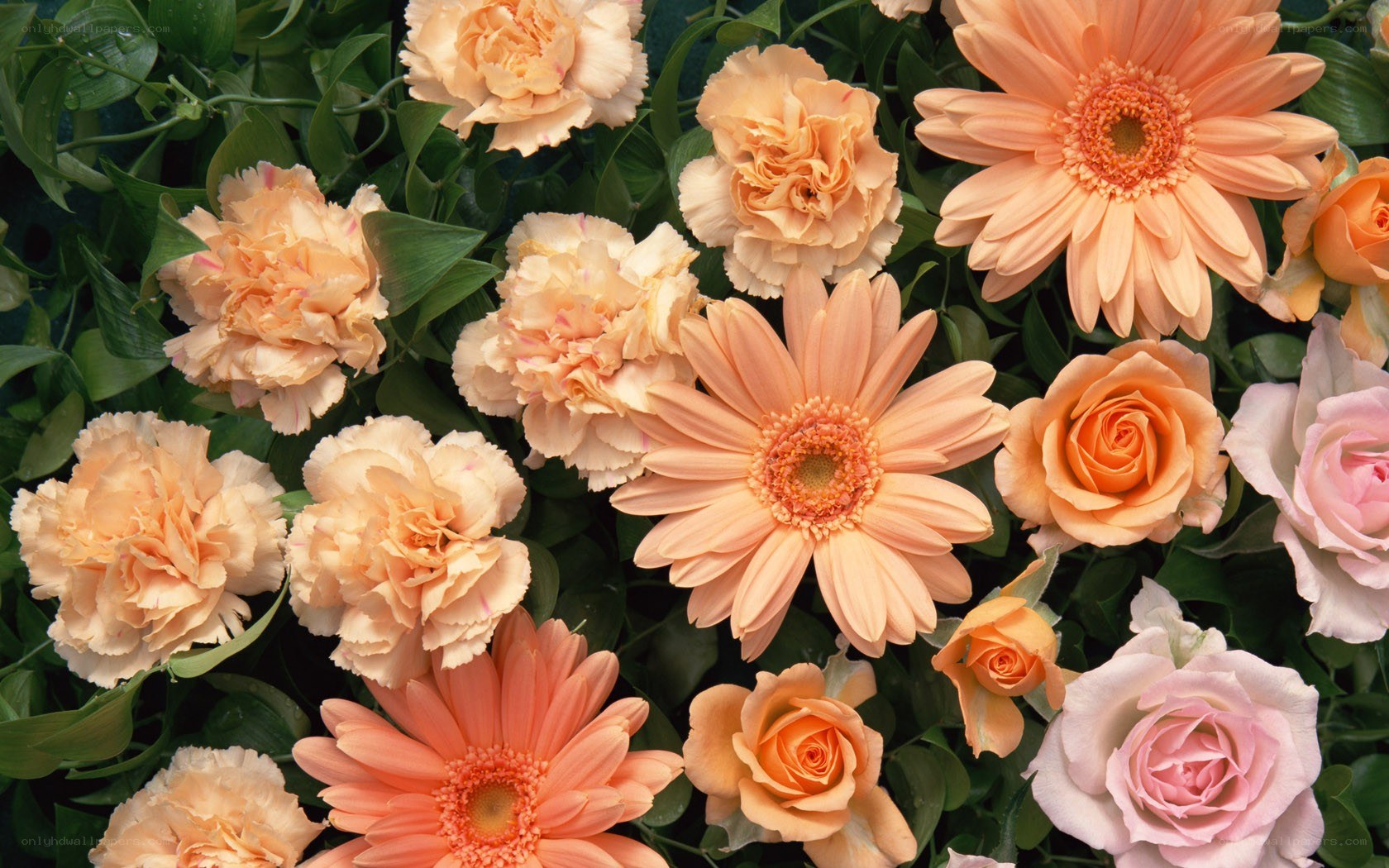 Assorted peach and pink flowers