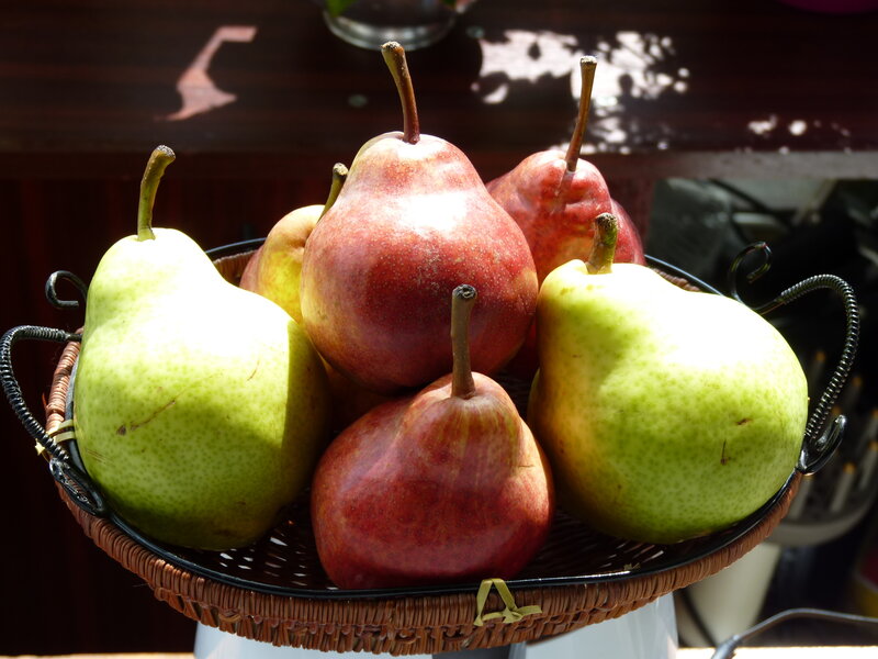 Assorted Pears in Basket