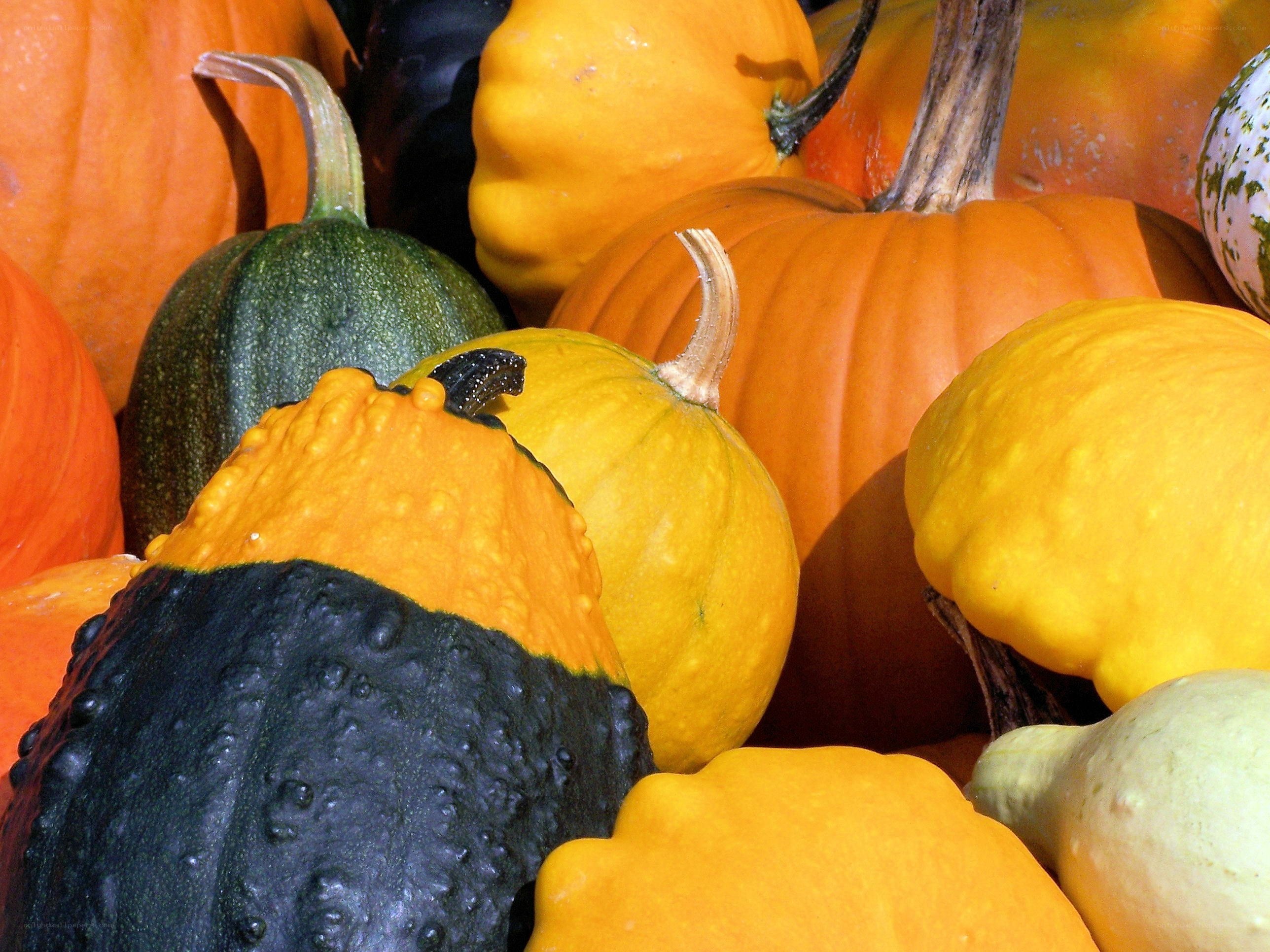 Assorted pumpkins and gourds
