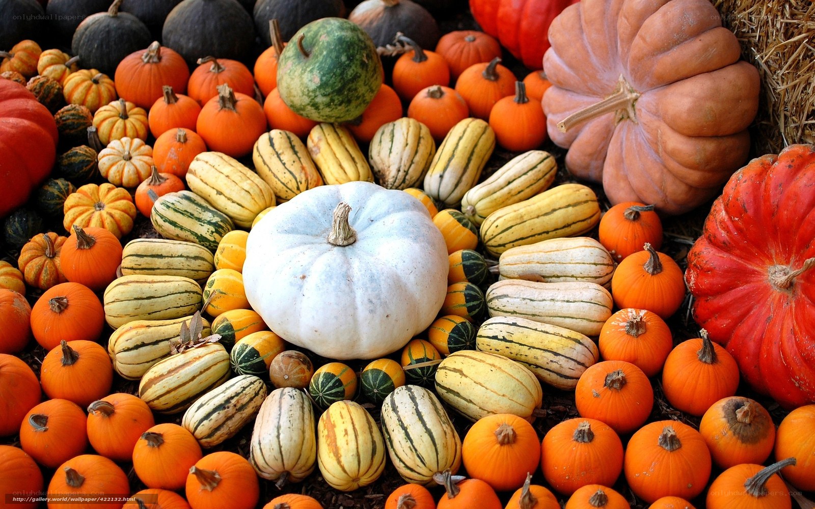 Assorted pumpkins and gourds