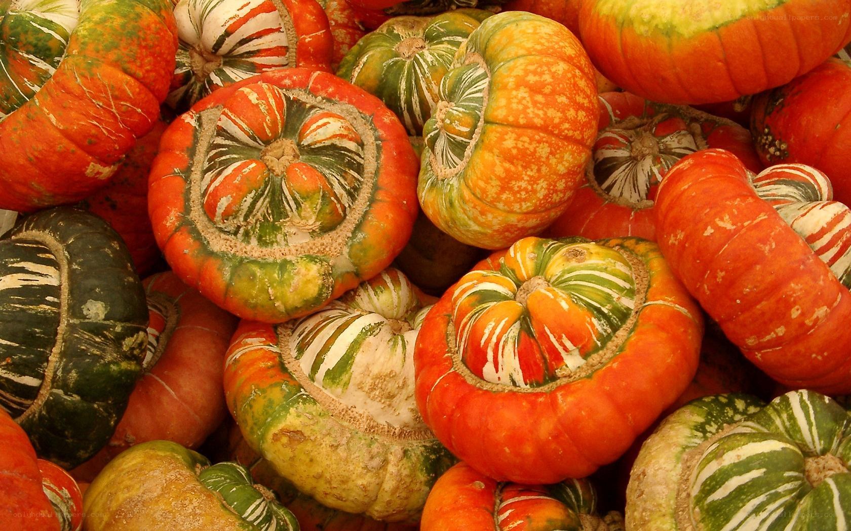 assorted pumpkins and gourds
