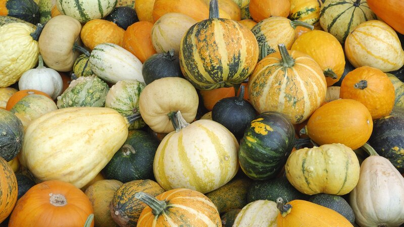 Assorted pumpkins and gourds